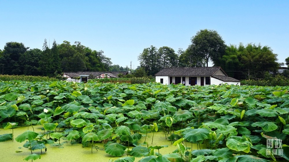 四川眉山，永豐村荷塘。2022年6月，習(xí)近平曾到此調(diào)研鄉(xiāng)村振興情況。（總臺(tái)央廣記者潘毅拍攝）
