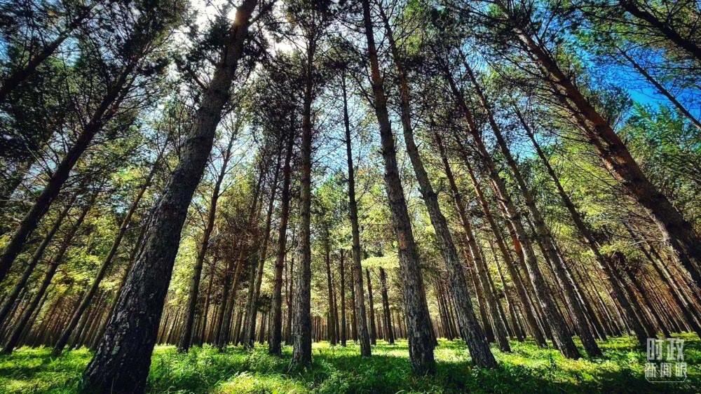 河北塞罕壩。（總臺(tái)央視記者謝曉光拍攝）