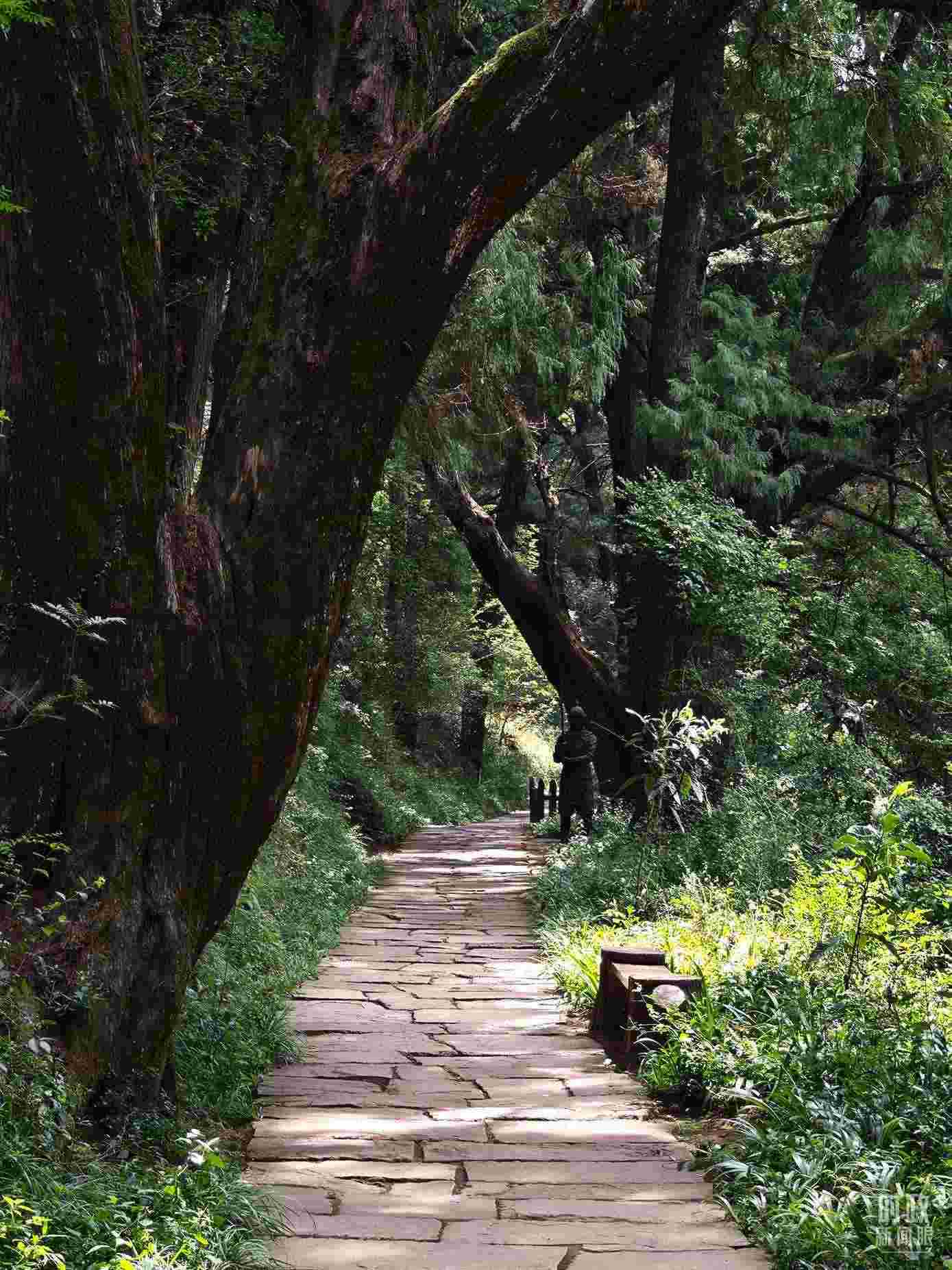 △古蜀道與古柏。（總臺央視記者彭漢明拍攝）