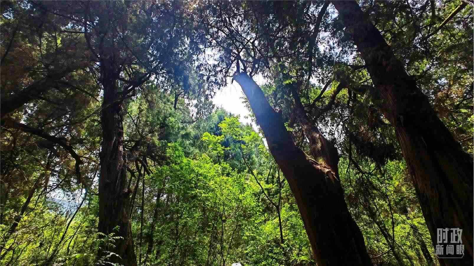 △翠云廊內(nèi)，古柏郁郁蔥蔥。（總臺央視記者程鋮拍攝）