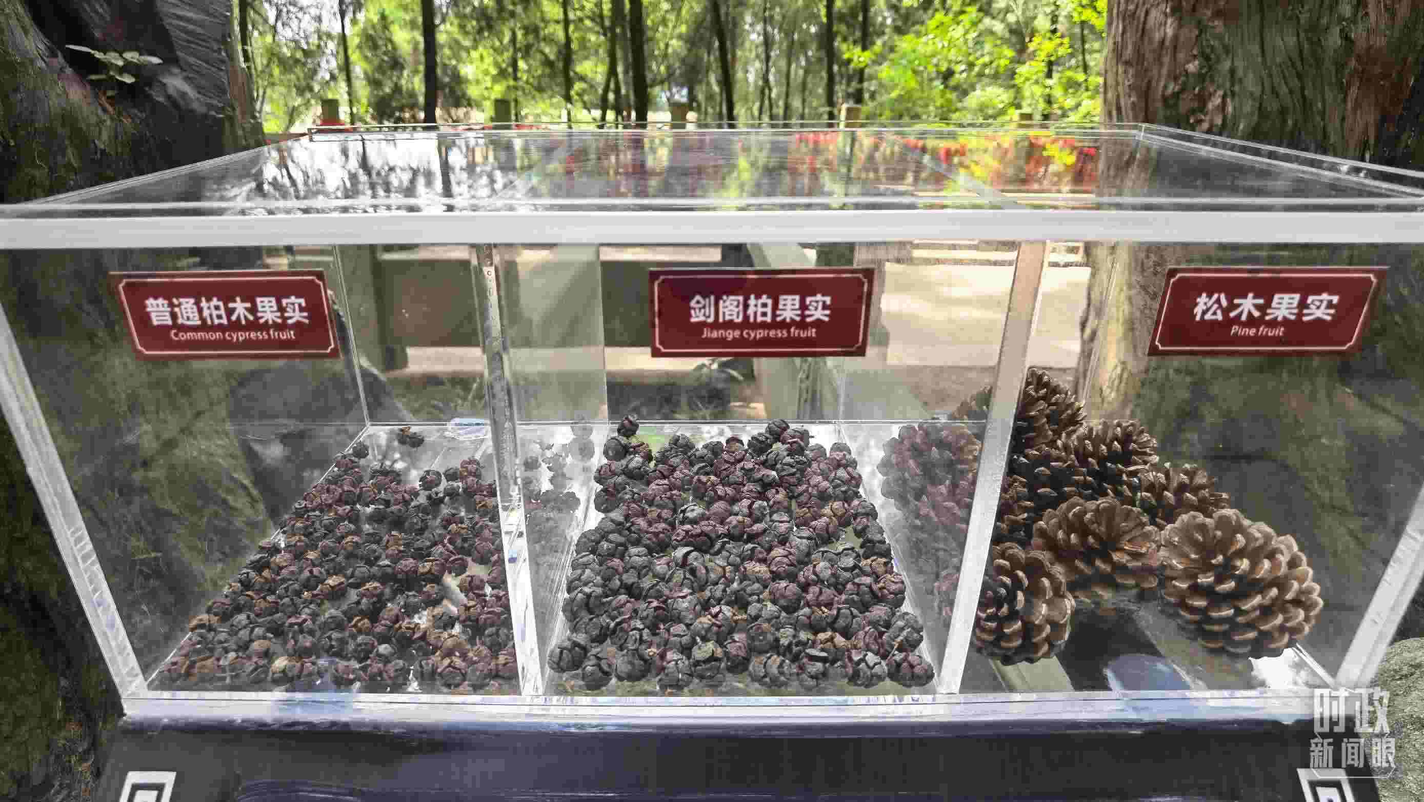 △翠云廊古蜀道，現(xiàn)場陳列的柏木和松木果實。（總臺央視記者石丞拍攝）