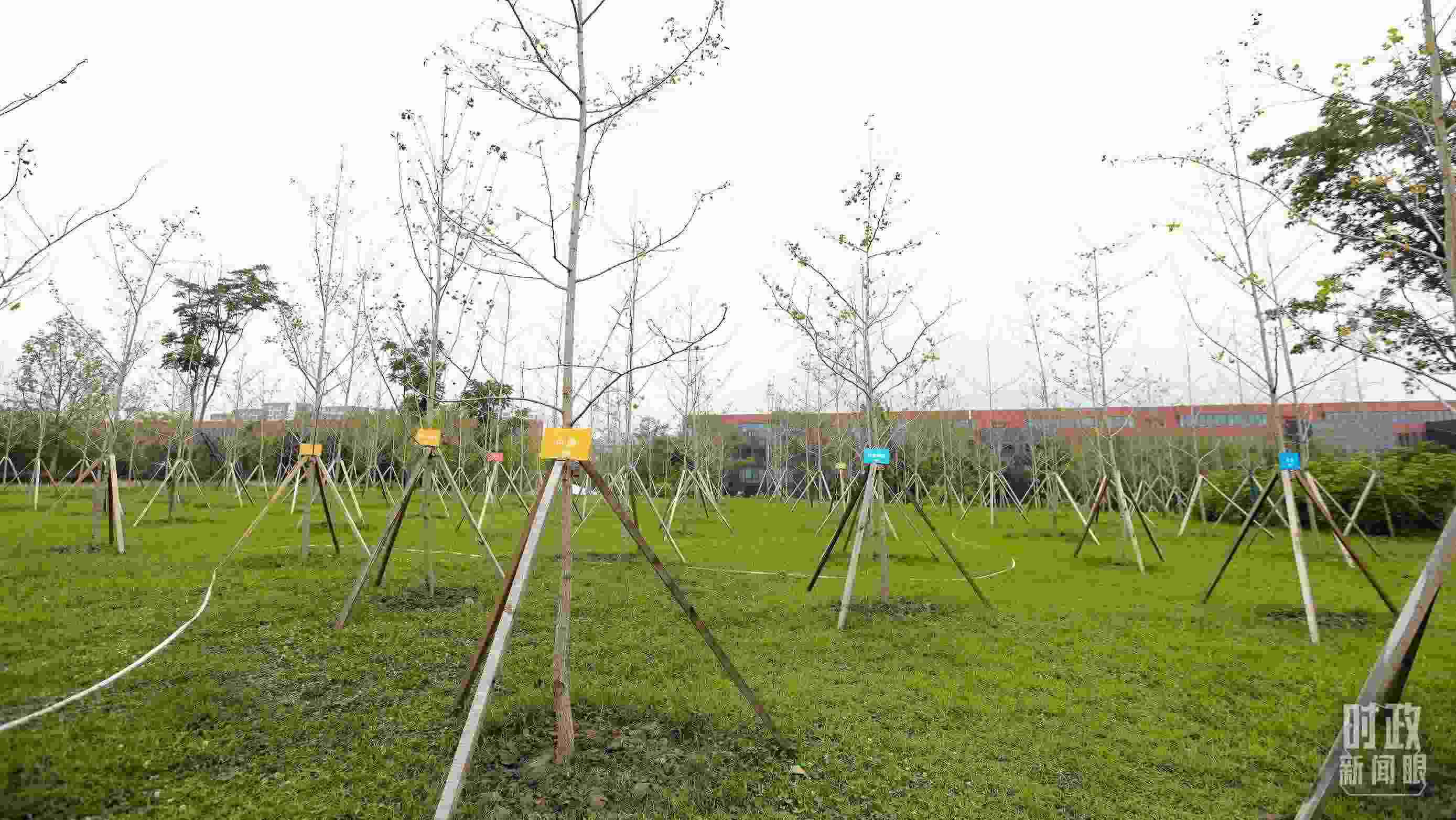 成都大運(yùn)村內(nèi)專門種植了友誼林，各國(guó)代表團(tuán)都可認(rèn)領(lǐng)。