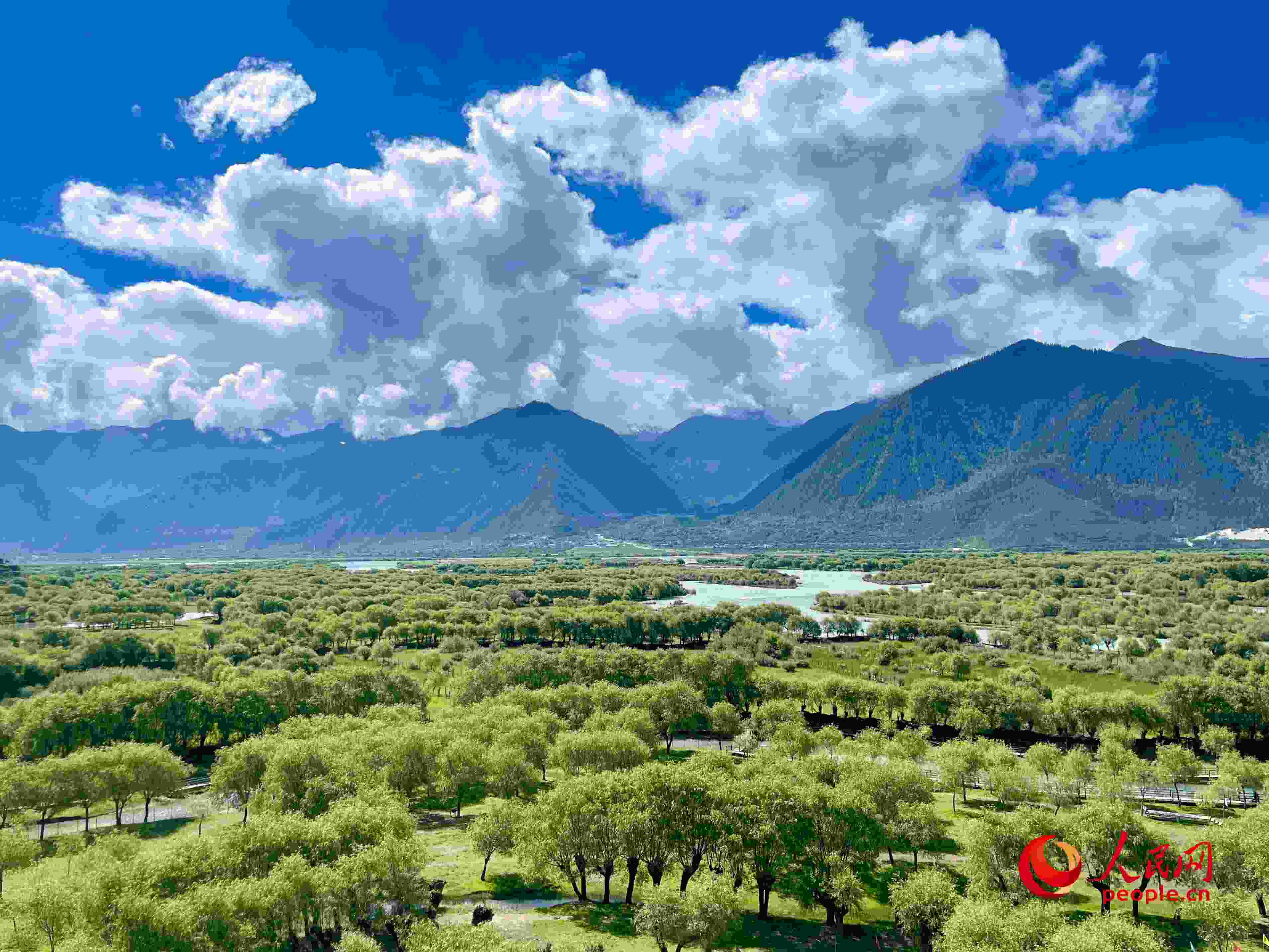 夏日的雅尼國家濕地公園生機(jī)盎然，如詩如畫。人民網(wǎng) 周靜圓攝