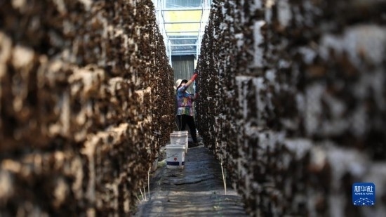 7月29日，在卓尼縣納浪鎮(zhèn)納浪村黑木耳種植基地，農(nóng)戶在采摘黑木耳。