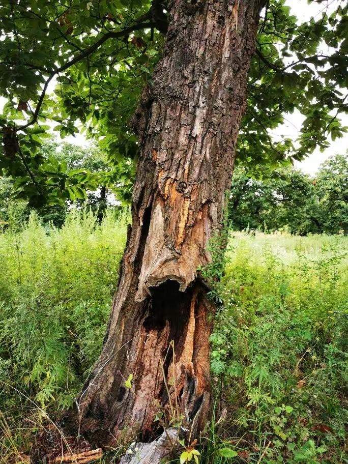 圖為2021年10月拍攝的秦嶺北麓百年板栗古樹遭破壞情況。人民網(wǎng)記者 吳超攝