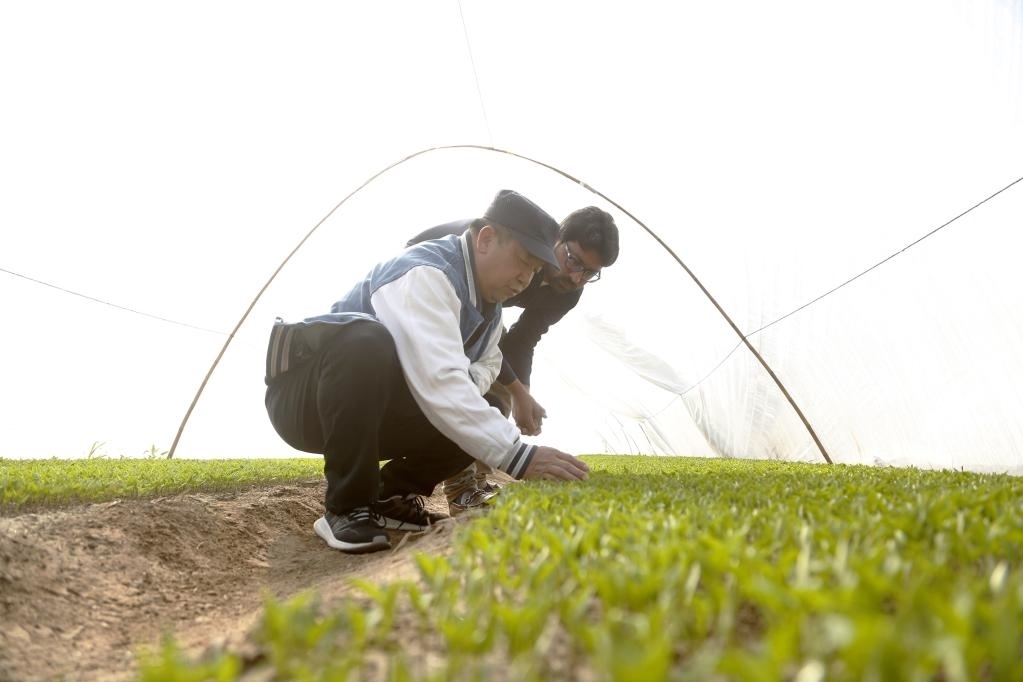 巴基斯坦旁遮普省木爾坦的中巴辣椒訂單種植項目辣椒育苗大棚內(nèi)，中國農(nóng)業(yè)專家?guī)ьI(lǐng)巴基斯坦技術(shù)員查看辣椒秧苗生長情況。