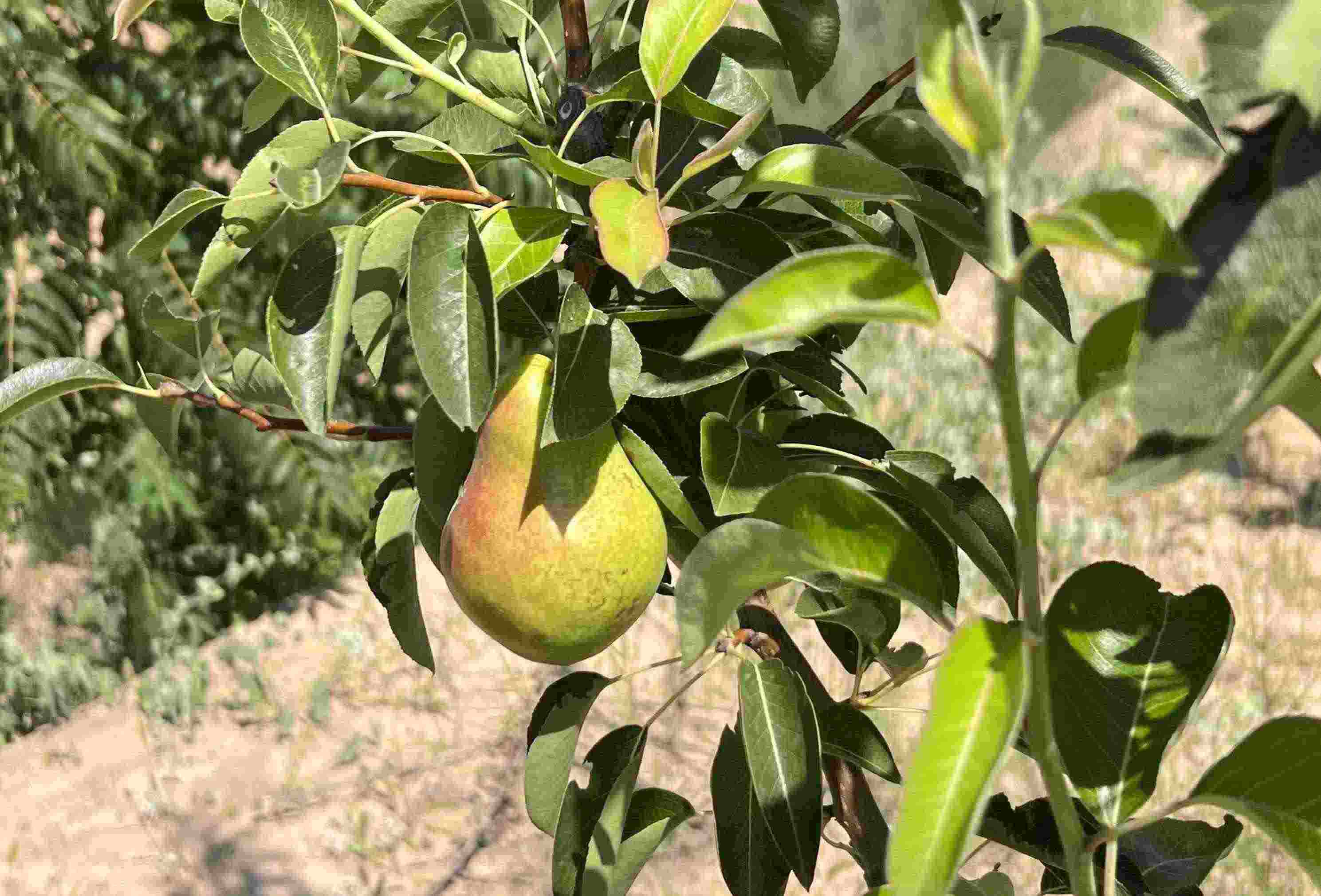 青梨基地果樹(shù)上的幼果。人民網(wǎng)記者 王連香攝