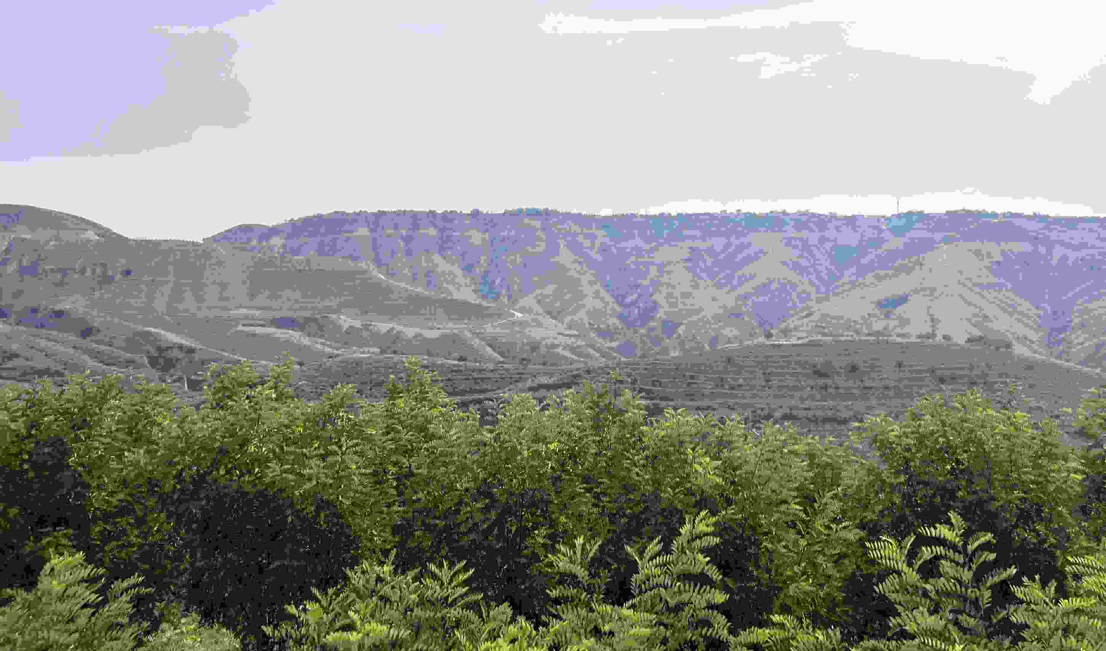 吳堡縣沿黃生態(tài)林。人民網(wǎng)記者 王連香攝