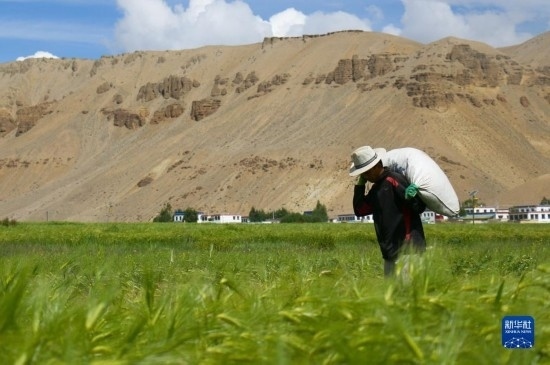 8月12日，西藏阿里地區(qū)普蘭縣赤德村村民在青稞田里勞作。