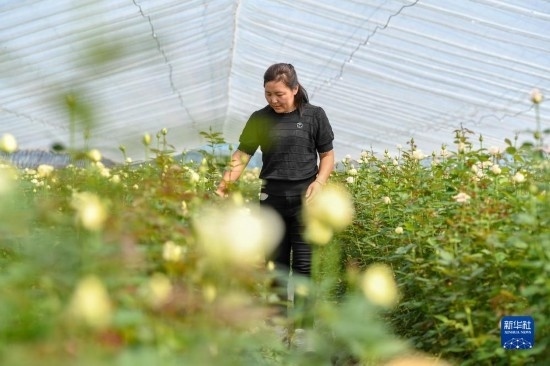 8月17日，吉林省德惠市朱城子鎮(zhèn)沿河村程雪家庭農(nóng)場的負(fù)責(zé)人楊雪在查看玫瑰花長勢。新華社記者 張楠 攝