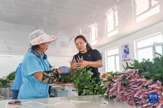 8月17日，吉林省德惠市朱城子鎮(zhèn)沿河村程雪家庭農(nóng)場的負(fù)責(zé)人楊雪（右）指導(dǎo)農(nóng)民修剪玫瑰花。新華社記者 張楠 攝