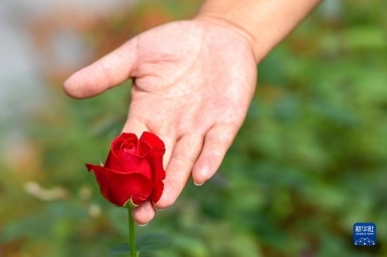 8月17日，吉林省德惠市朱城子鎮(zhèn)沿河村程雪家庭農(nóng)場的負(fù)責(zé)人楊雪在查看玫瑰花長勢。新華社記者 張楠 攝