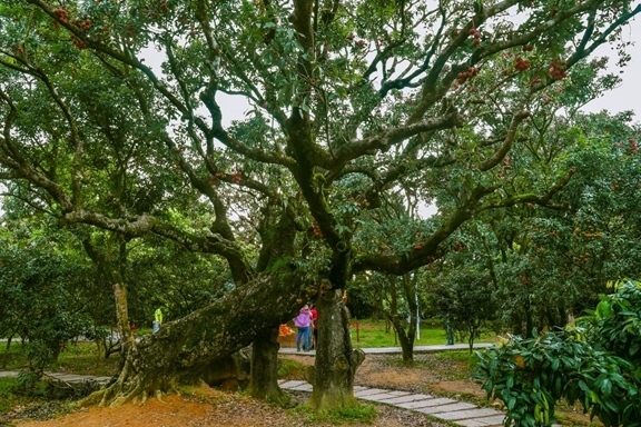 高州市根子鎮(zhèn)柏橋村古荔枝種植園。丘立賀攝