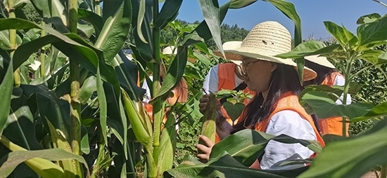 北京工商大學(xué)組織學(xué)生開展暑期社會實踐。學(xué)校供圖