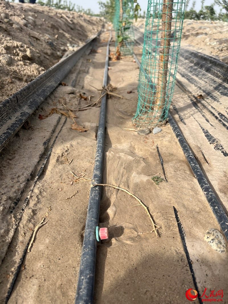 水肥一體化滴灌技術(shù)，可極大節(jié)約用水量。人民網(wǎng)記者 常雪梅攝