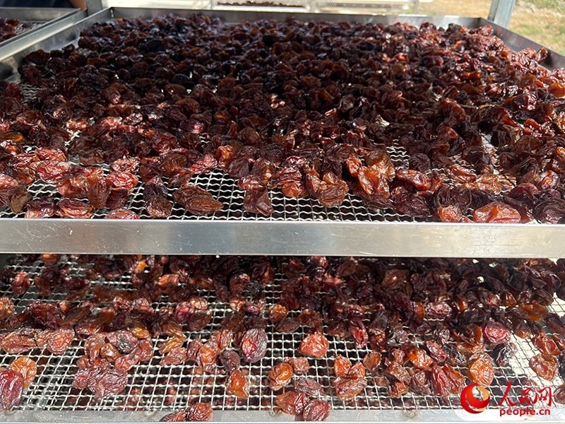 晾曬西梅。人民網(wǎng)記者 常雪梅攝