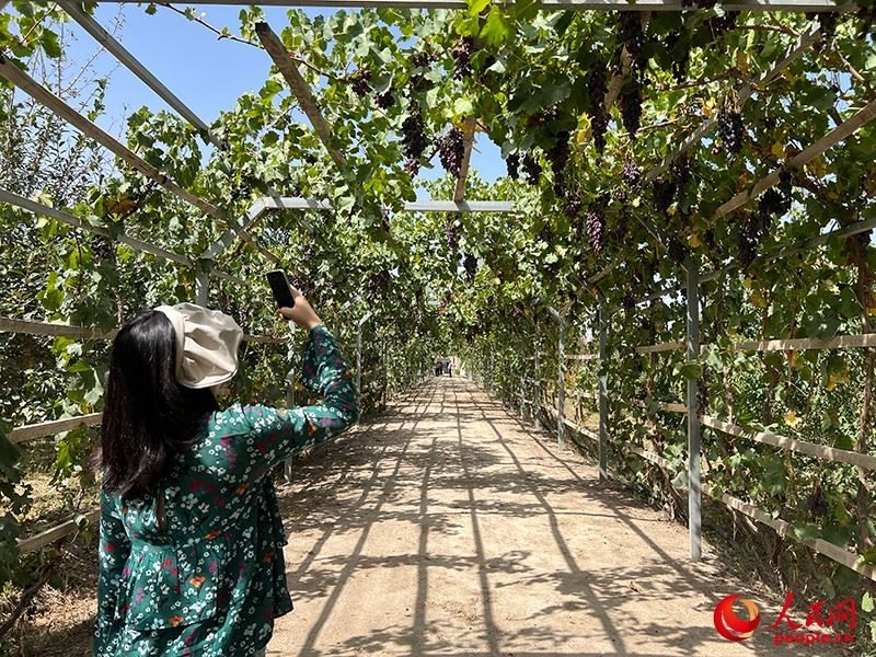 新疆閩龍達干果產(chǎn)業(yè)有限公司內(nèi)種植的葡萄。人民網(wǎng)記者 常雪梅攝