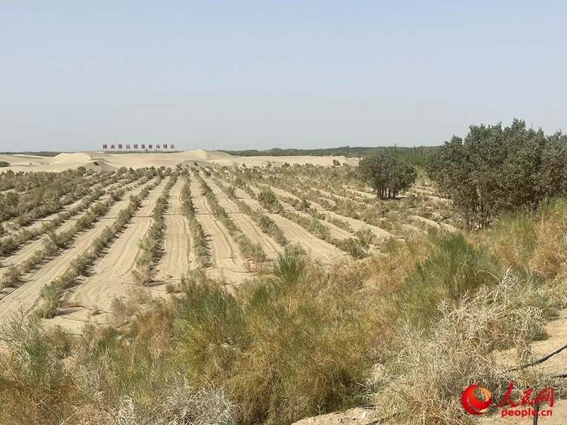 麥蓋提縣百萬畝防風(fēng)固沙生態(tài)林建設(shè)工程。人民網(wǎng)記者 常雪梅攝