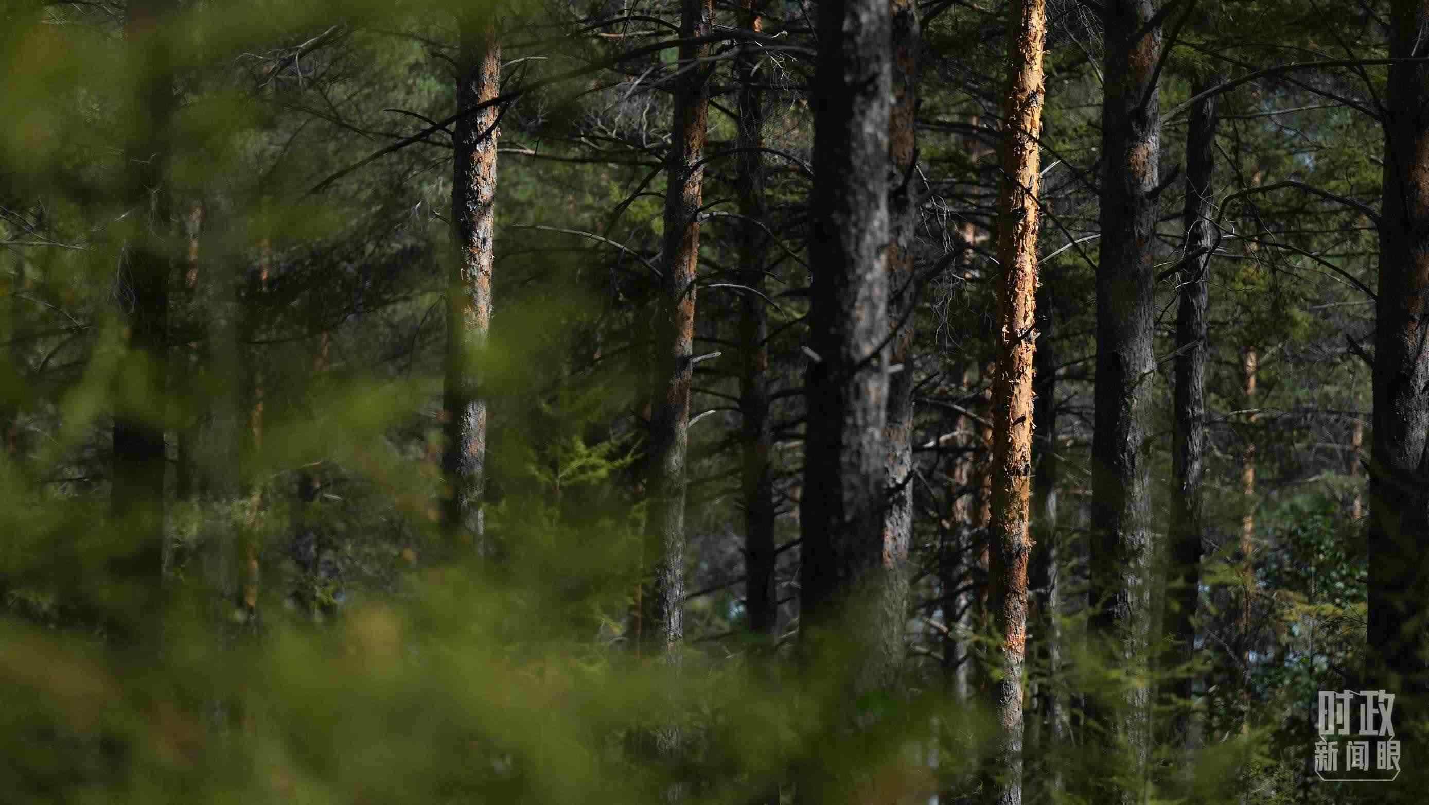 △漠河林場有天然林3.54萬公頃、蓄積量325.3萬立方米。（總臺(tái)國廣記者李晉拍攝）