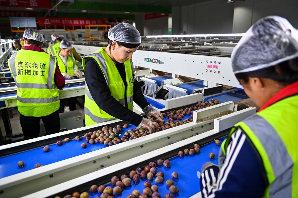 在新疆伽師縣粵伽新梅產(chǎn)業(yè)園內(nèi)的京東物流新疆智能供應(yīng)鏈中心，員工在智能分揀線檢查分選好的新梅（2023年8月30日攝）。新華社記者 丁磊 攝
