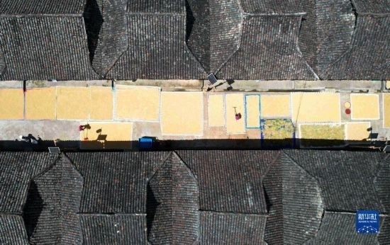 9月16日，在貴州省黔東南苗族侗族自治州從江縣加勉鄉(xiāng)污扣村，村民在晾曬稻谷（無人機照片）。