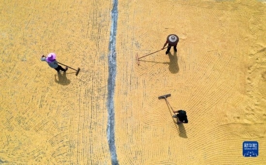 9月16日，湖南省郴州市桂陽縣流峰鎮(zhèn)農(nóng)民在晾曬稻谷（無人機照片）。