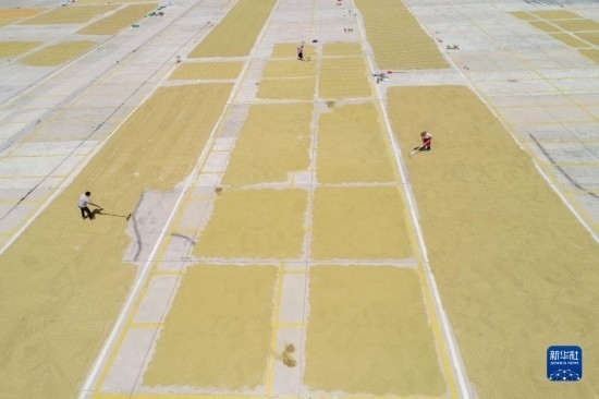 9月16日，村民在貴州省黔東南苗族侗族自治州丹寨縣金泉街道晾曬稻谷（無人機照片）。