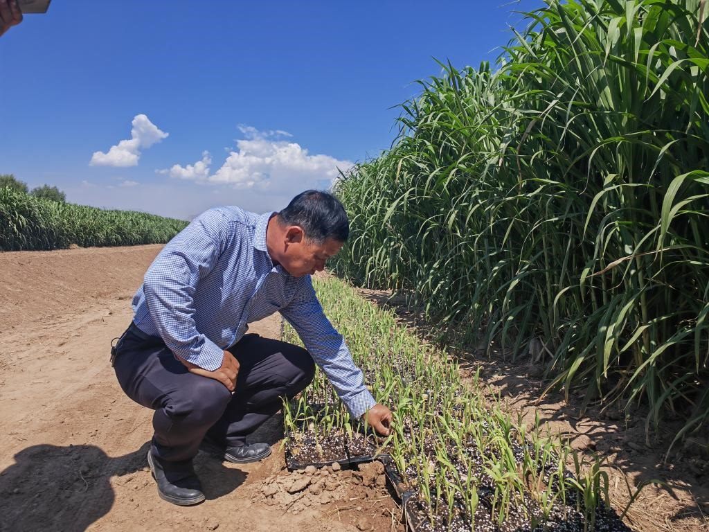 高級農(nóng)藝師周興德向記者介紹巨菌草幼苗（2023年9月1日攝）。新華社記者馬麗娟 攝