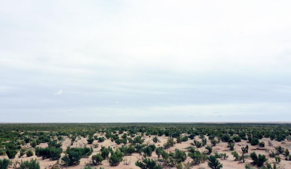 經(jīng)過封禁保護和人工種植梭梭后恢復(fù)綠色的草場（2023年9月12日攝）。新華社記者李云平 攝