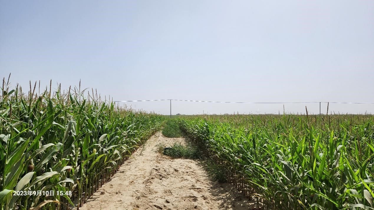 玉米改良40天后對比（左邊為改良組，右邊為對照組）。胡樹文團隊供圖