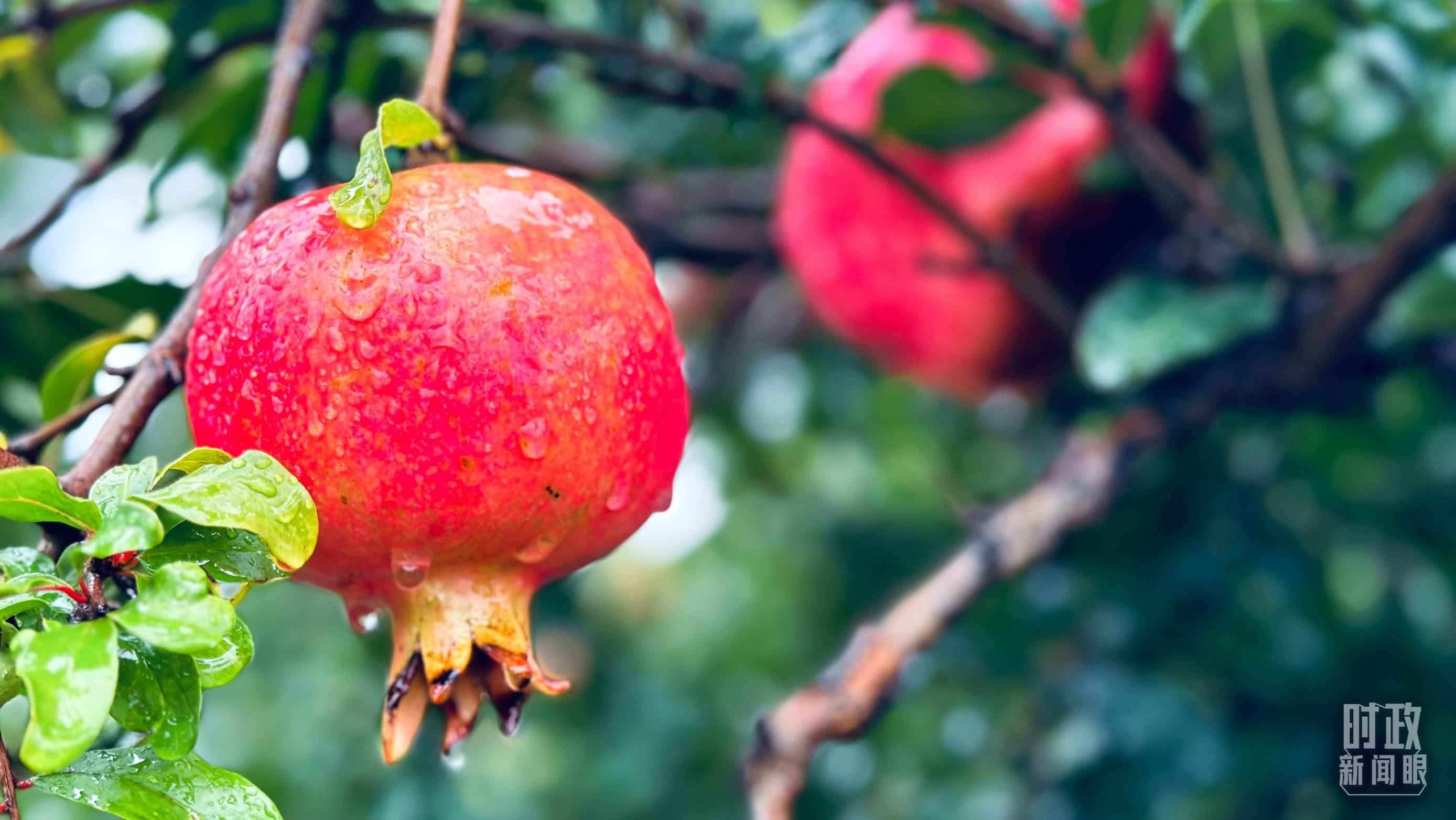 △一場(chǎng)秋雨過(guò)后，石榴更顯晶瑩。（總臺(tái)央視記者李輝、范一鳴拍攝）