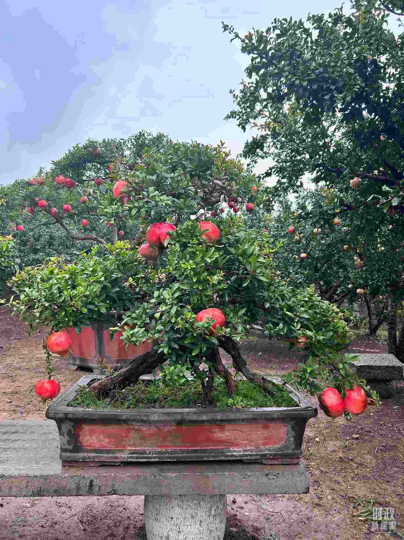 △冠世榴園內(nèi)的石榴盆栽。（總臺(tái)央視記者黎兵拍攝）