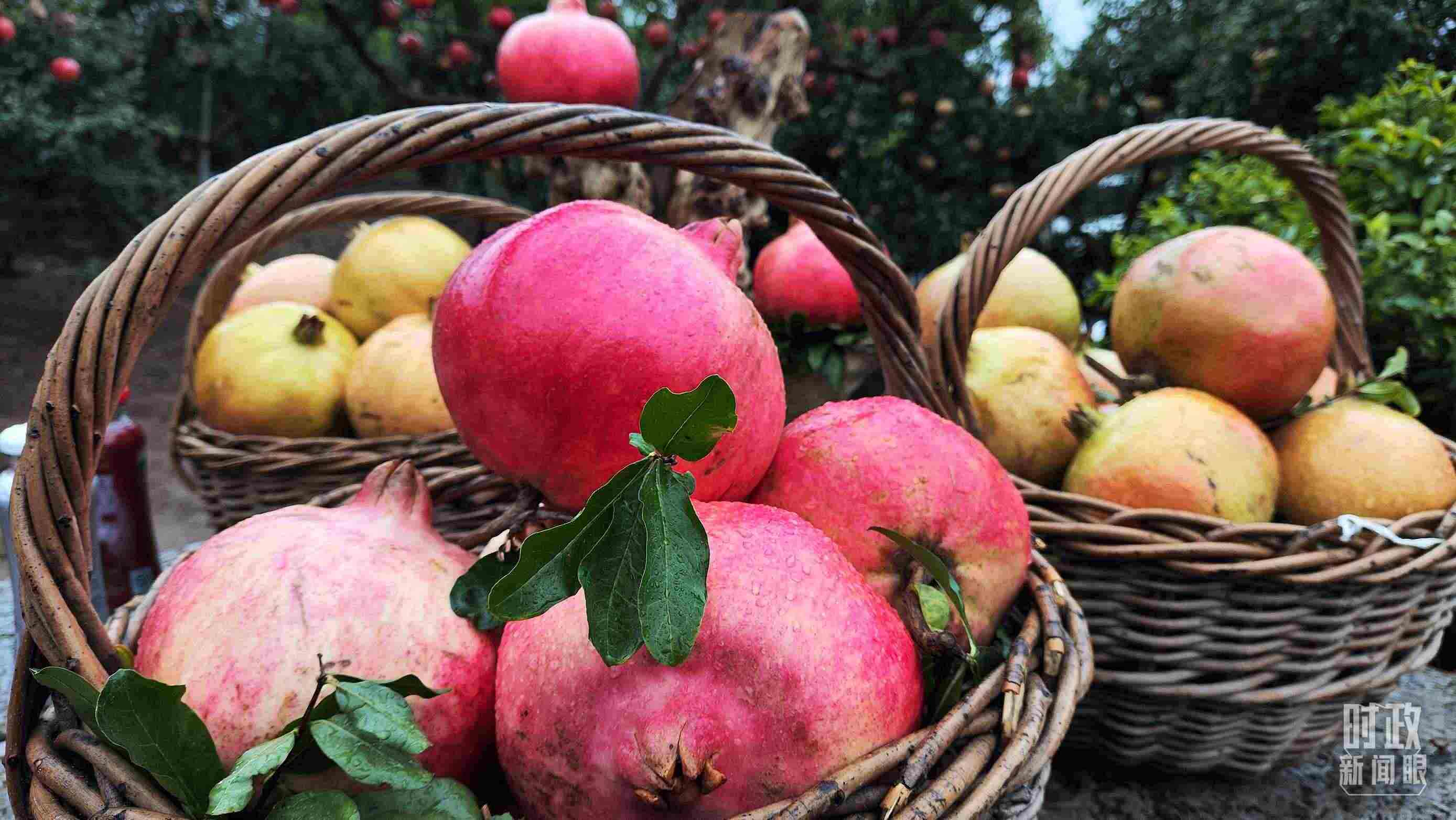 △種植園內(nèi)新鮮采摘的石榴。（總臺(tái)央視記者鐘信偉拍攝）