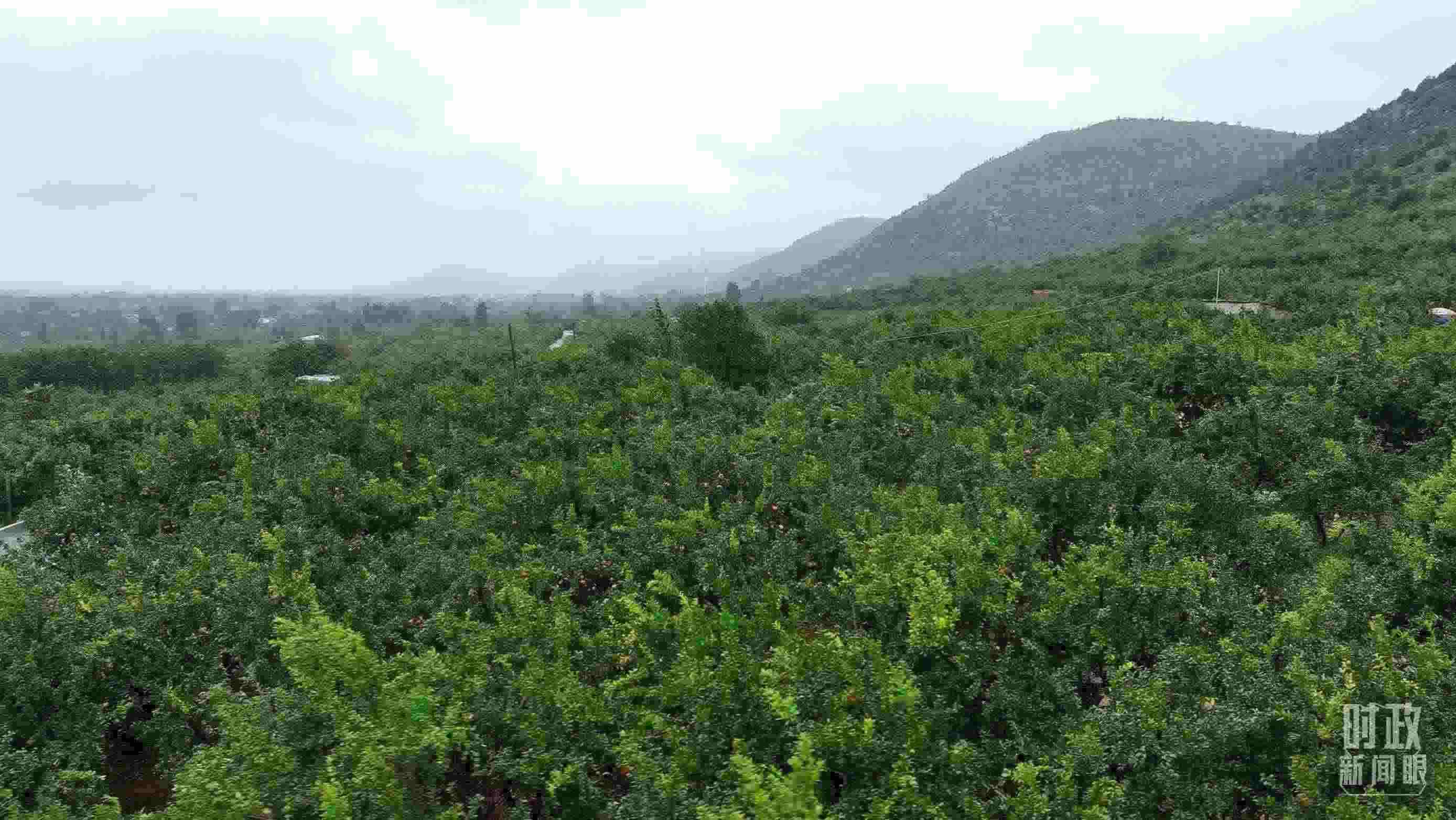 △山東棗莊冠世榴園。（總臺(tái)記者韓森、張鵬拍攝）