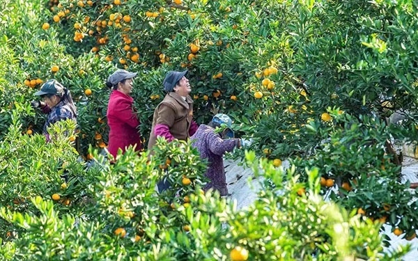 農(nóng)戶在果園中采摘果實。湖南省石門縣融媒體中心 唐亞翔攝