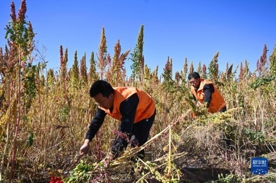 9月28日，農(nóng)民參加內(nèi)蒙古武川縣首屆藜麥開(kāi)鐮節(jié)割藜麥比賽。