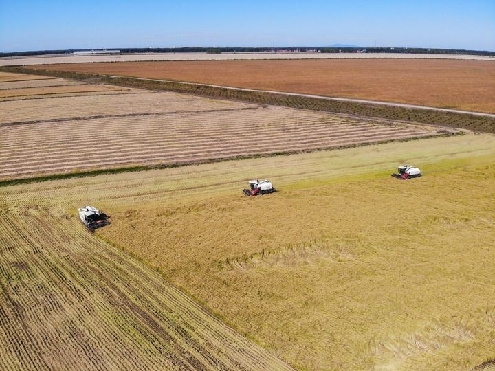 這是在位于黑龍江雙鴨山市友誼縣的北大荒農(nóng)業(yè)股份有限公司友誼分公司一地塊拍攝的水稻收獲現(xiàn)場（2023年9月21日攝，無人機照片）。新華社記者 王松 攝