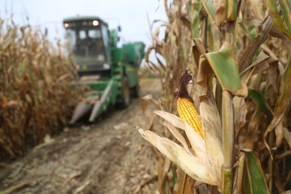 在遼寧省鐵嶺縣蔡牛鎮(zhèn)玉米田里，農(nóng)民駕駛農(nóng)機收割玉米（2023年9月26日攝）。新華社記者 楊青 攝