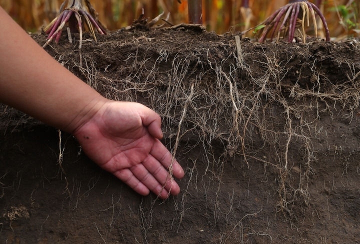 在遼寧省鐵嶺縣蔡牛鎮(zhèn)，張莊玉米合作社的農(nóng)民向外地農(nóng)民介紹黑土地保護和玉米秸稈還田情況（2023年9月26日攝）。新華社記者 楊青 攝