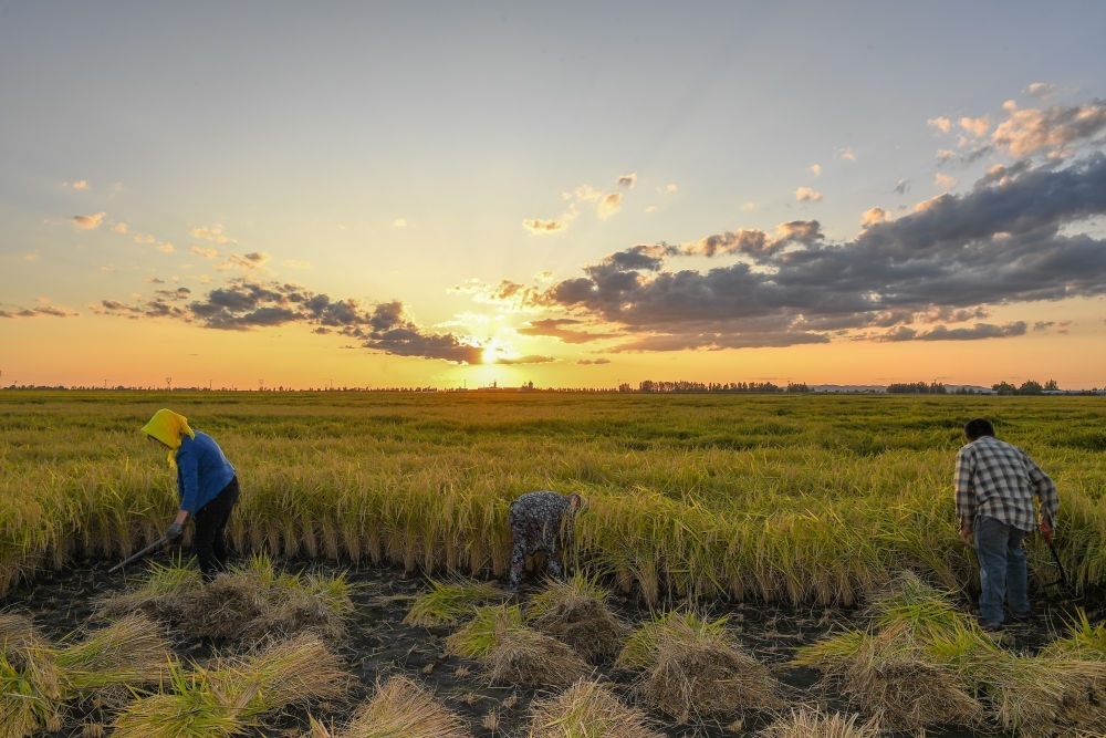 農(nóng)民在吉林省吉林市永吉縣萬昌鎮(zhèn)花家村收割水稻（2023年9月12日攝）。新華社記者 張楠 攝