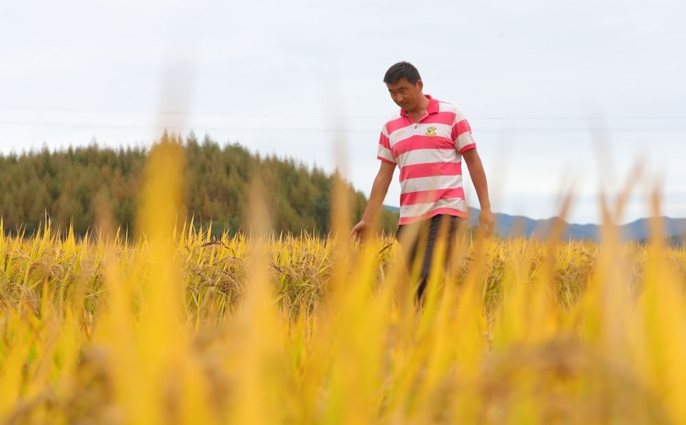 在遼寧省撫順市新賓滿族自治縣新賓鎮(zhèn)的水稻田里，農(nóng)民丁輝查看水稻成熟情況（2023年9月25日攝）。新華社記者 楊青 攝