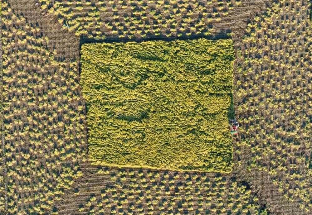 在吉林省舒蘭市平安鎮(zhèn)金星村，農(nóng)民駕駛農(nóng)機收割水稻（2023年9月21日攝，無人機照片）。新華社記者 張楠 攝