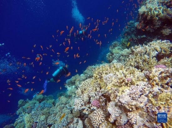  10月2日，人們在埃及西奈半島達(dá)哈布藍(lán)洞內(nèi)的珊瑚旁深潛。新華社記者 隋先凱 攝