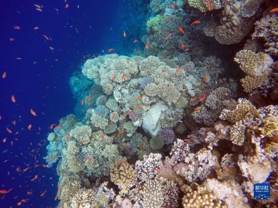  這是10月2日在埃及西奈半島達(dá)哈布藍(lán)洞內(nèi)拍攝的珊瑚和魚類。新華社記者 隋先凱 攝