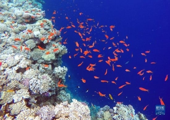  這是10月2日在埃及西奈半島達(dá)哈布藍(lán)洞內(nèi)拍攝的珊瑚和魚類。新華社記者 隋先凱 攝