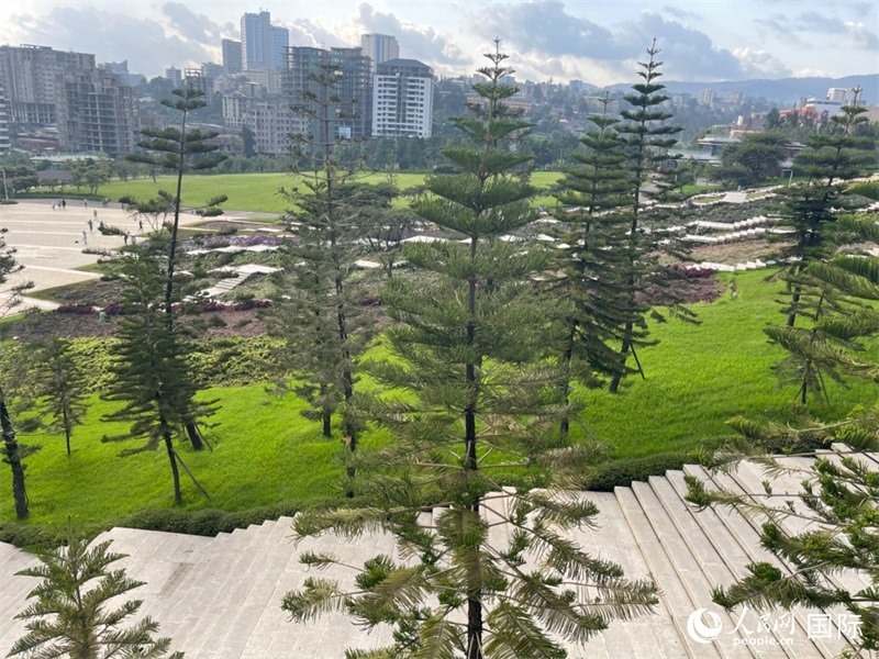 亞的斯亞貝巴友誼廣場(chǎng)的南洋杉。人民網(wǎng)記者 趙艷紅攝