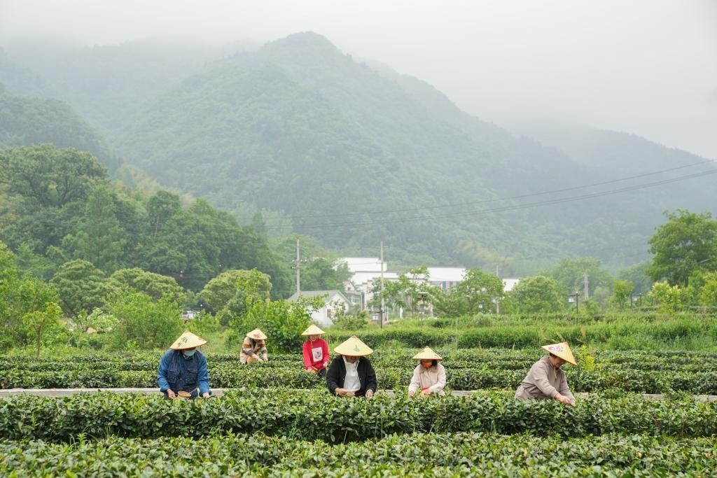 2022年5月11日，村民在大灣村生態(tài)茶園內(nèi)采摘茶葉。新華社記者杜宇攝