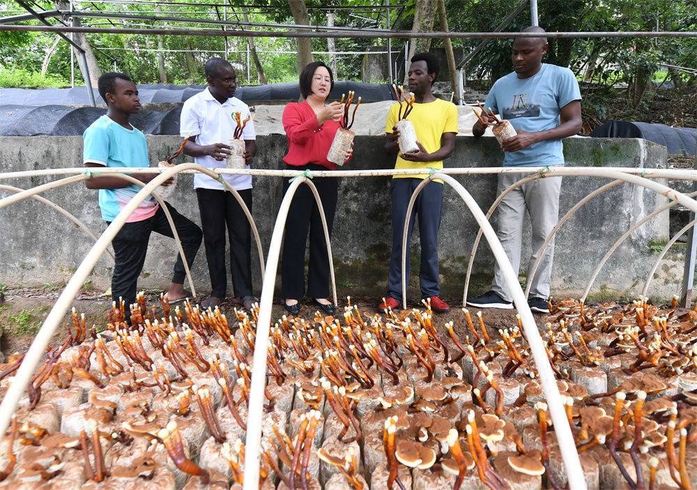 2021年8月12日，福建農(nóng)林大學(xué)國(guó)家菌草工程技術(shù)研究中心副主任林冬梅（中）為非洲留學(xué)生講解菌草鹿角靈芝的栽培情況。新華社記者 林善傳 攝