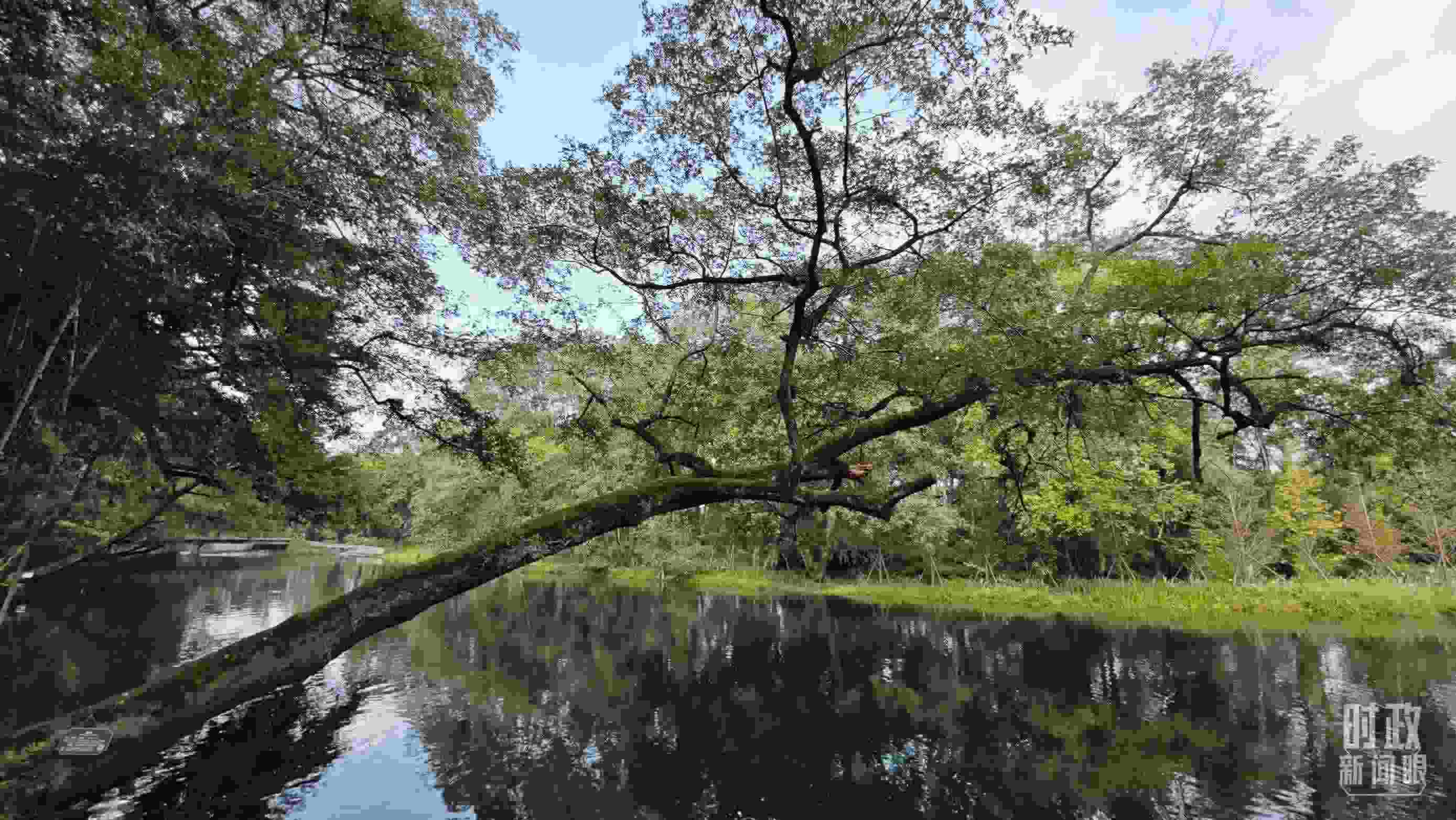 △饒河源國家濕地公園。（總臺央視記者郁振一拍攝）