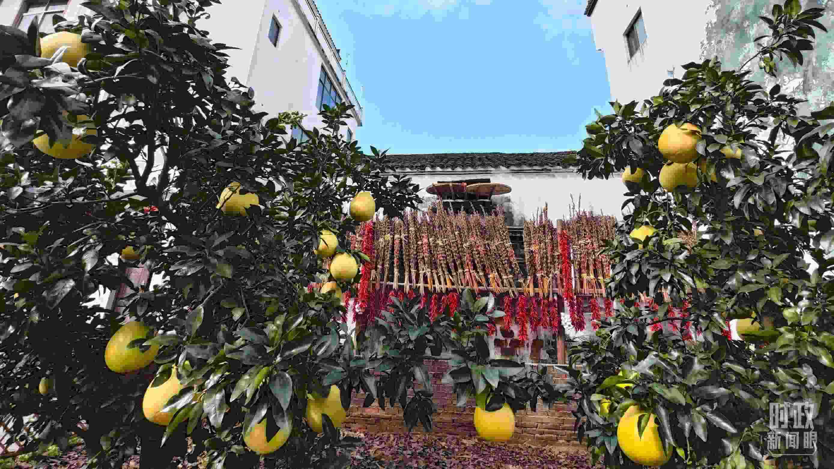 △石門村農(nóng)家小院里碩果累累。（總臺央視記者許永松拍攝）